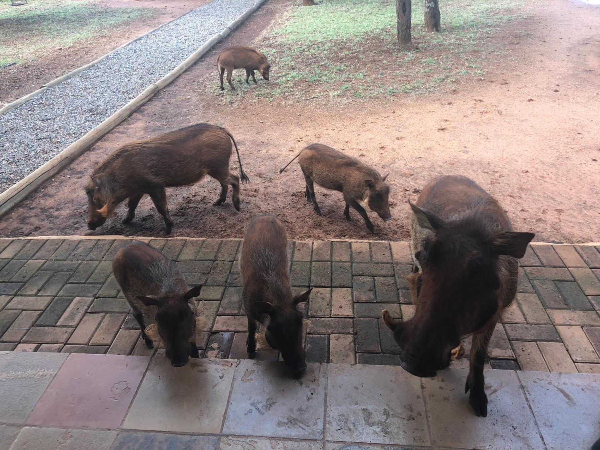 Makhato Bush Lodge 111 เบอลา-เบอลา ภายนอก รูปภาพ